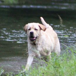 Labrador Retrievers from Ardleckna Labradors