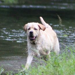 Labrador Retrievers from Ardleckna Labradors