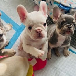 French Bulldogs from Ramirez Frenchies
