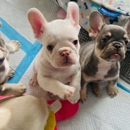 French Bulldogs from Ramirez Frenchies