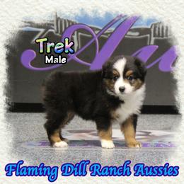 Trek - Black tri male Toy Australian Shepherd puppy in Forestburg, Texas from Flaming Dill Ranch Aussies