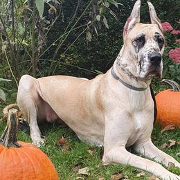 Great Danes from Poke-A-Nose Danes