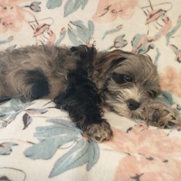 Cavapoo Puppies from Poppying Up Puppies