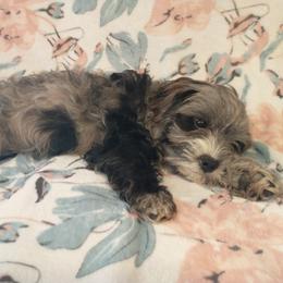Cavapoo Puppies from Poppying Up Puppies