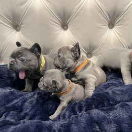 French Bulldog Puppies from Pardon My Frenchiez Kennels