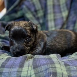 Boy 3 - Black male Scottish Terrier puppy in Idaho from Avonlea Terriers