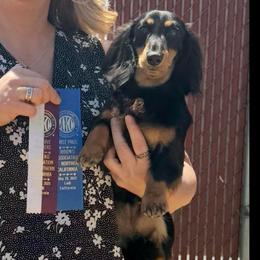 Satchel - Dachshund