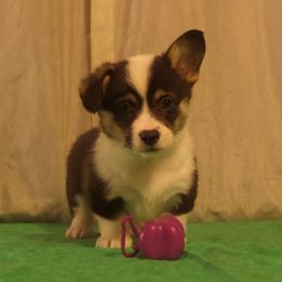 Pembroke Welsh Corgi Puppies from Arkansas Corgis