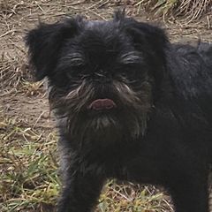 Griff - Brussels Griffon