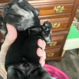 Ruger - Salt and pepper male Miniature Schnauzer puppy in Atoka, Oklahoma from Boggy Depot Cavaliers & Friends
