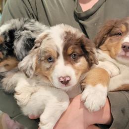 Australian Shepherd Puppies from Winsome Aussies