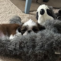 Shih Tzu Puppies from Seaside Shih Tzu