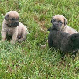 Crash x benelli - Gray and fawn female Cane Corso puppy in Williamstown, Kentucky from Ridge Top Cane Corso
