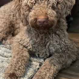 Goldendoodles from CV Doodles