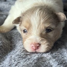 Colton - Merle male Pomsky puppy in Oak Forest, Illinois from Illinois Poms