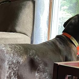German Shorthaired Pointers from Points North Kennel
