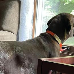 German Shorthaired Pointers from Points North Kennel