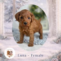 Luna - Red  female Goldendoodle puppy in Canton, Georgia from Teddy Puppies
