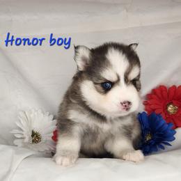 Boy 1 - Black and white male Pomsky puppy in Isanti, Minnesota from Magnum Pomskies