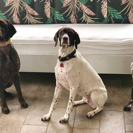German Shorthaired Pointers from Riverland German Shorthaired Pointers
