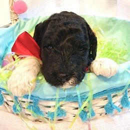 Assorted Doodle Crosses and Poodle Puppies from Gemstone Poodles and Doodles