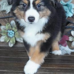 Black Tri Most Copper - Black tri female Miniature Australian Shepherd puppy in Lawton, Oklahoma from Lindsey’s Aussies