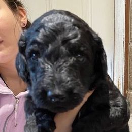 Girl 4 - Poodle puppy from Celebrity Standard Poodles