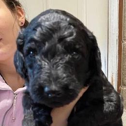 Girl 4 - Poodle puppy from Celebrity Standard Poodles