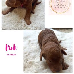 Pink - Female - Red  female Poodle puppy in Lima, Ohio from Buckeye Red Standard Poodles