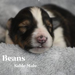 Beans - Sable and white male Shetland Sheepdog puppy in Gladbrook, Iowa from T Triple C Shelties