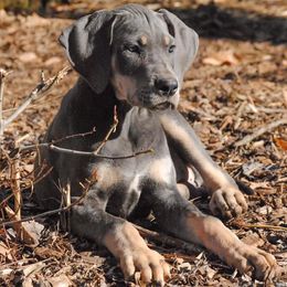Great Danes and Miniature Pinschers from Legacy Danes