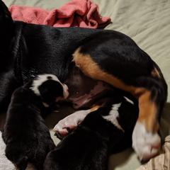 Greater Swiss Mountain Dog Puppies from Simply Swissies