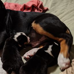 Greater Swiss Mountain Dog Puppies from Simply Swissies