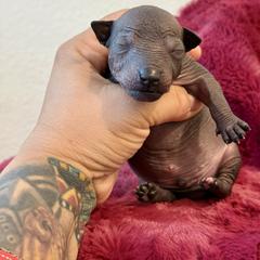 Charro - Black male Xoloitzcuintli puppy in Victorville, California from Elegancia Vintage Xoloitzcuintle