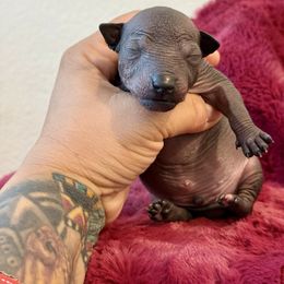 Charro - Black male Xoloitzcuintli puppy in Victorville, California from Elegancia Vintage Xoloitzcuintle