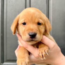 Daphne - Yellow female Labrador Retriever puppy in Great Falls, Montana from Yogo Point Kennels