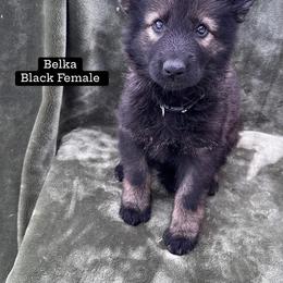 Belka - Sable female German Shepherd puppy in New Cambria, Missouri from Des Hausraben Shepherds