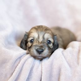 Dachshund puppies from Golden Moose Homestead