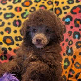 Auto - Brown male Poodle puppy in Bell, Florida from BellCrist Little bits
