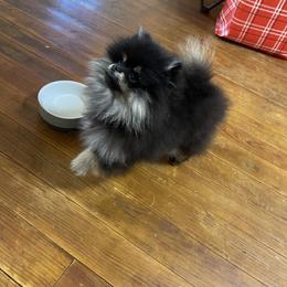 Pomeranian Puppies from Silver’s Reigning Heir Poms