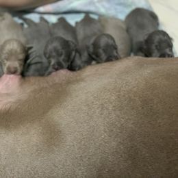 Weimaraner Puppies from Jennifer Anne's Weimaraners