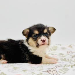 William - Black and tan male Pembroke Welsh Corgi puppy in Snellville, Georgia from Laur's Classic Corgis