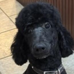Poodles and Shorkies from Little Paws Poodles