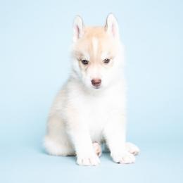 Faraday - Red and white male Siberian Husky puppy in Meadow Vista, California from Thistle Hill Siberians