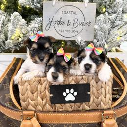 Girl 1 - Black tan and white female Biewer Terrier puppy in North Chelmsford, Massachusetts from Coastal Yorkshire Terrier Yorkies & Biewer Terriers