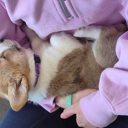 Pembroke Welsh Corgi Puppies from Chrismark