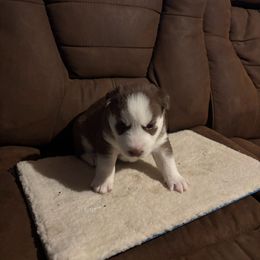 Girl 5 - Pink collar - Brown and white female Siberian Husky puppy in Independence, Wisconsin from Hito's Huskies