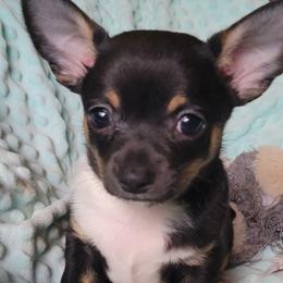 Chihuahua Puppies from Turners Chihuahua