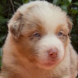 Parsley - Red merle male Australian Shepherd puppy in Inverness, Florida from Swamp Puppy Canine Kennel