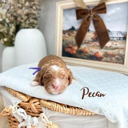 Pecan - Caramel female Australian Labradoodle puppy in Palmdale, California from Heavenly Doodles